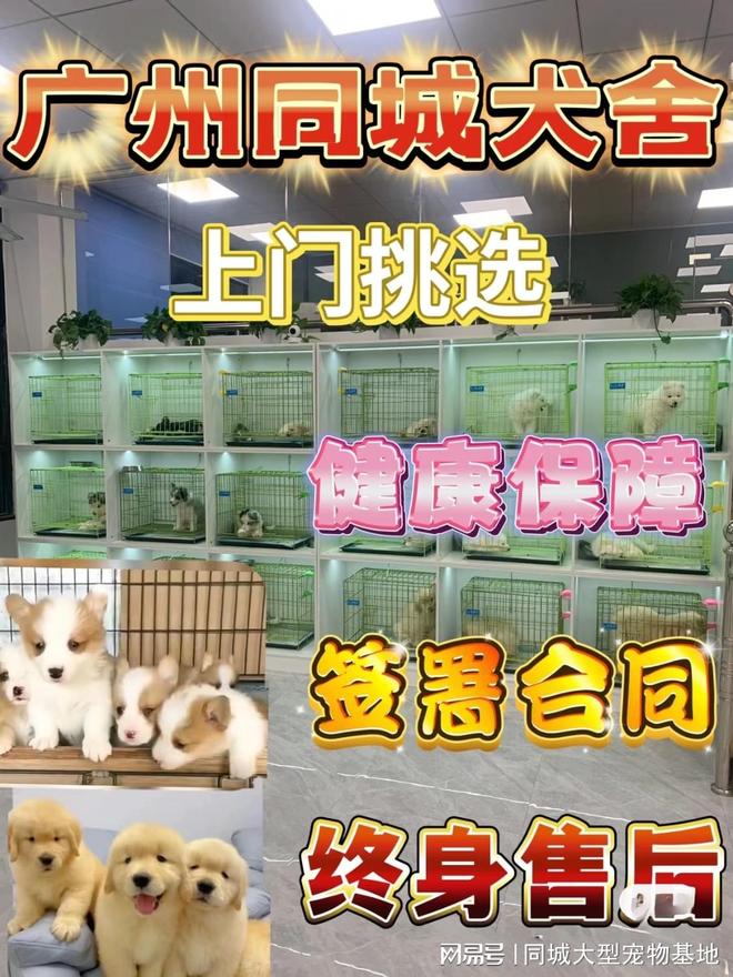 广州口碑好的宠物店在哪里？实地探访这确保安全选购您的爱宠