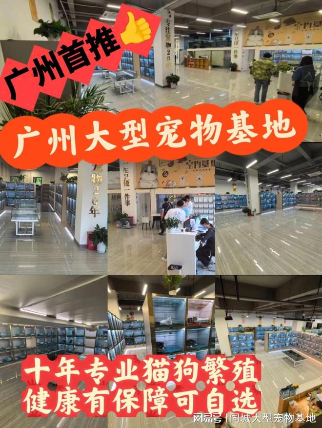 广州哪里可以买宠物猫狗？安全可靠可实体店挑选心仪的宠物！